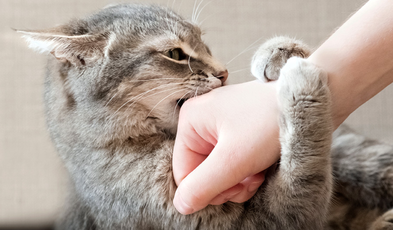 If a cat bites its owner, here’s what it means