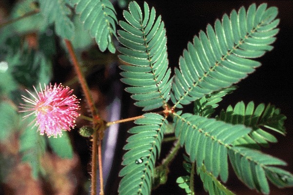 10 Health benefits and how to use Mimosa Pudica: 5 practical applications 10 Health benefits and how to use Mimosa Pudica: 5 practical applications