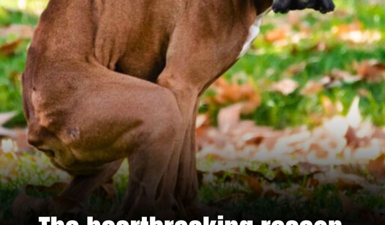 The heartbreaking reason your dog looks at you while having a poo