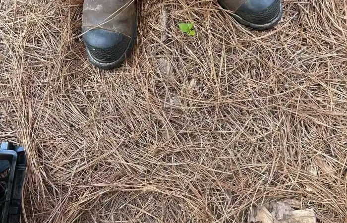 Only People With Sniper Vision Can Spot The Hidden Snake In This Photo