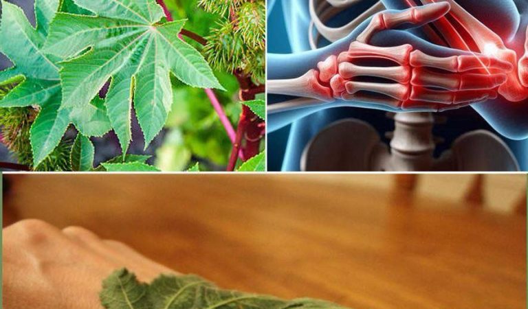 Powerful Benefits of Castor Leaves That You May Not Know Powerful Benefits of Castor Leaves That You May Not Know