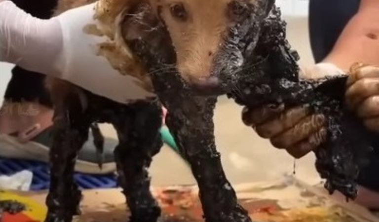 Stuck in Asphalt, Saved by Kindness: The Incredible Rescue of Trio the Puppy