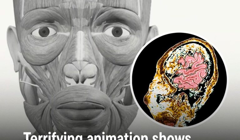 Terrifying animation shows what happens to your brain as you age and how it reacts to negativity