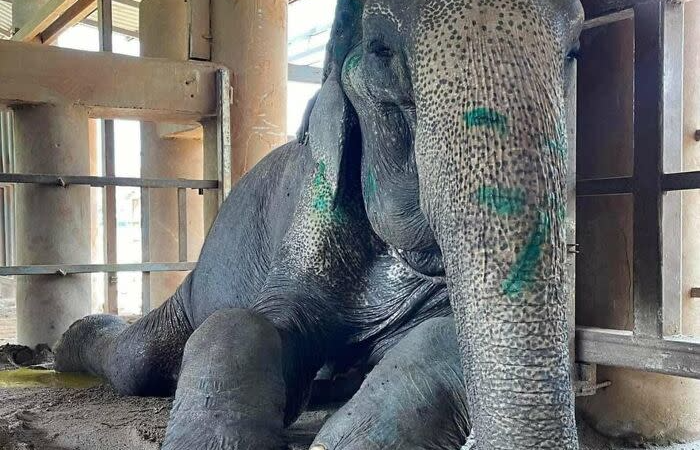 Elephant freed after more than 80 years in shackles Elephant freed after more than 80 years in shackles