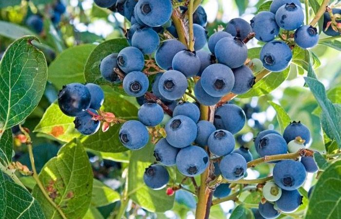 What benefits does eating blueberries every day bring to your body?