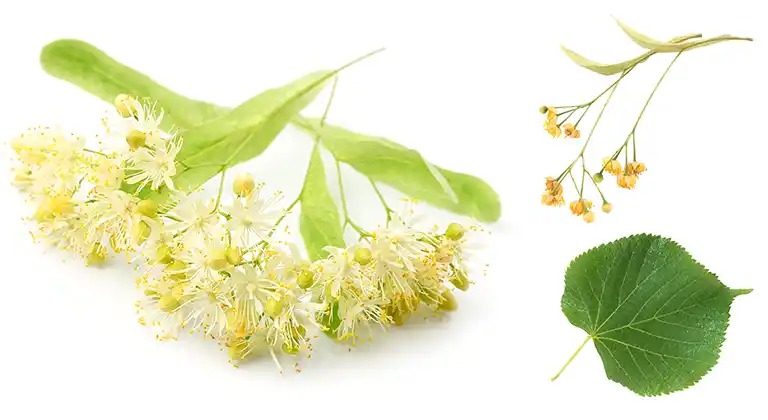 The Power of Linden Tea: Health Benefits and How to Use It