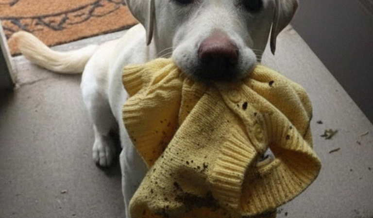 My Dog Returned My Late Daughter’s Favorite Sweater — Then Guided Me Somewhere That Left Me Frozen