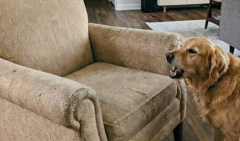 Our Dog Wouldn’t Stop Barking at the Old Armchair We Bought — When My Mother-in-Law Saw It, She Turned White and Said, “It Shouldn’t Be Here.”